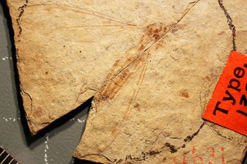 Media type: image;   Entomology PALE-1323